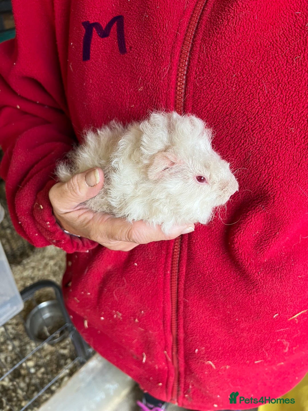 Guinea Pig rodents for sale: Texel and Lunkarya Guinea Pigs - Image 11