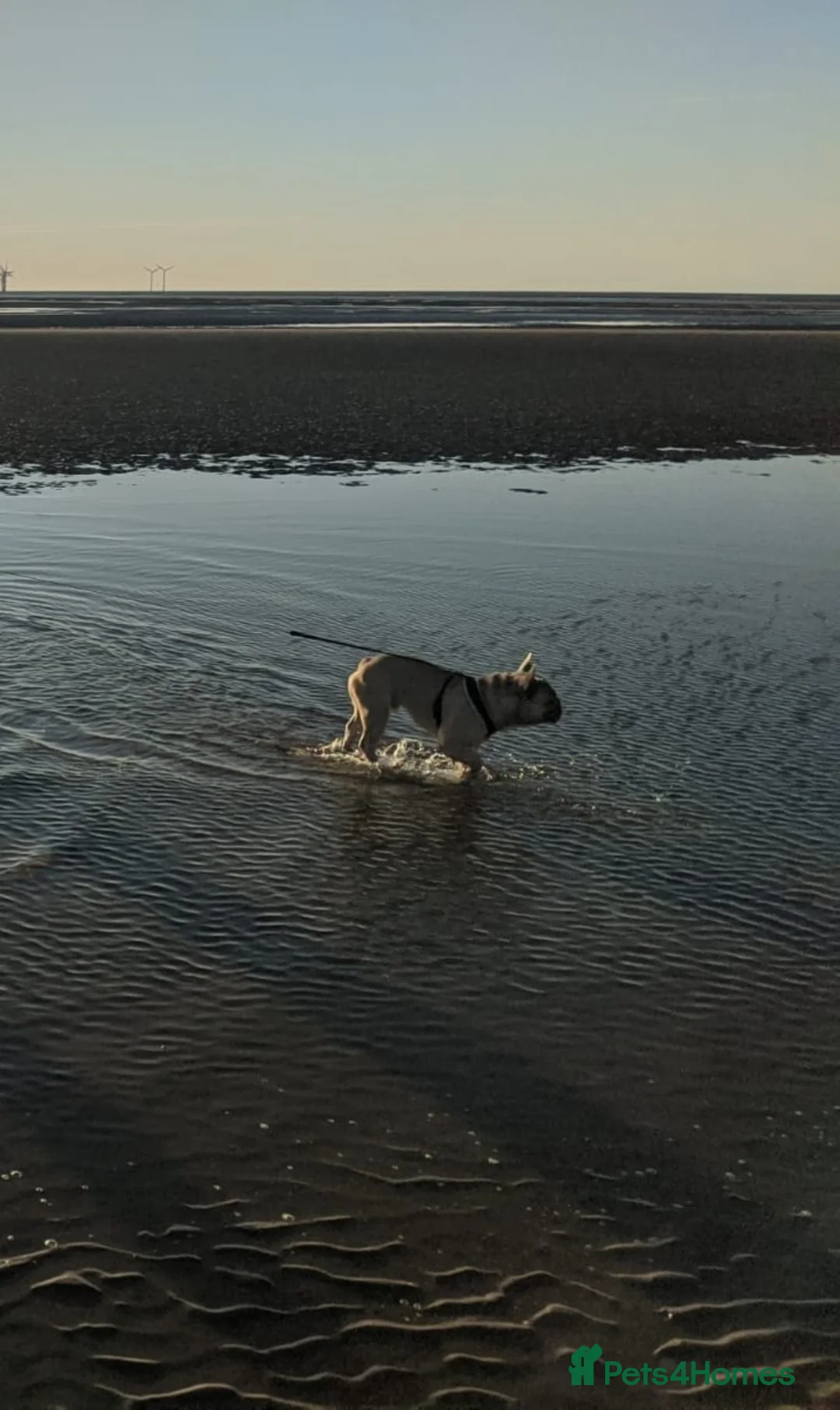 French Bulldog dogs for sale: 6 Year Old Male Frenchie - Advert 3