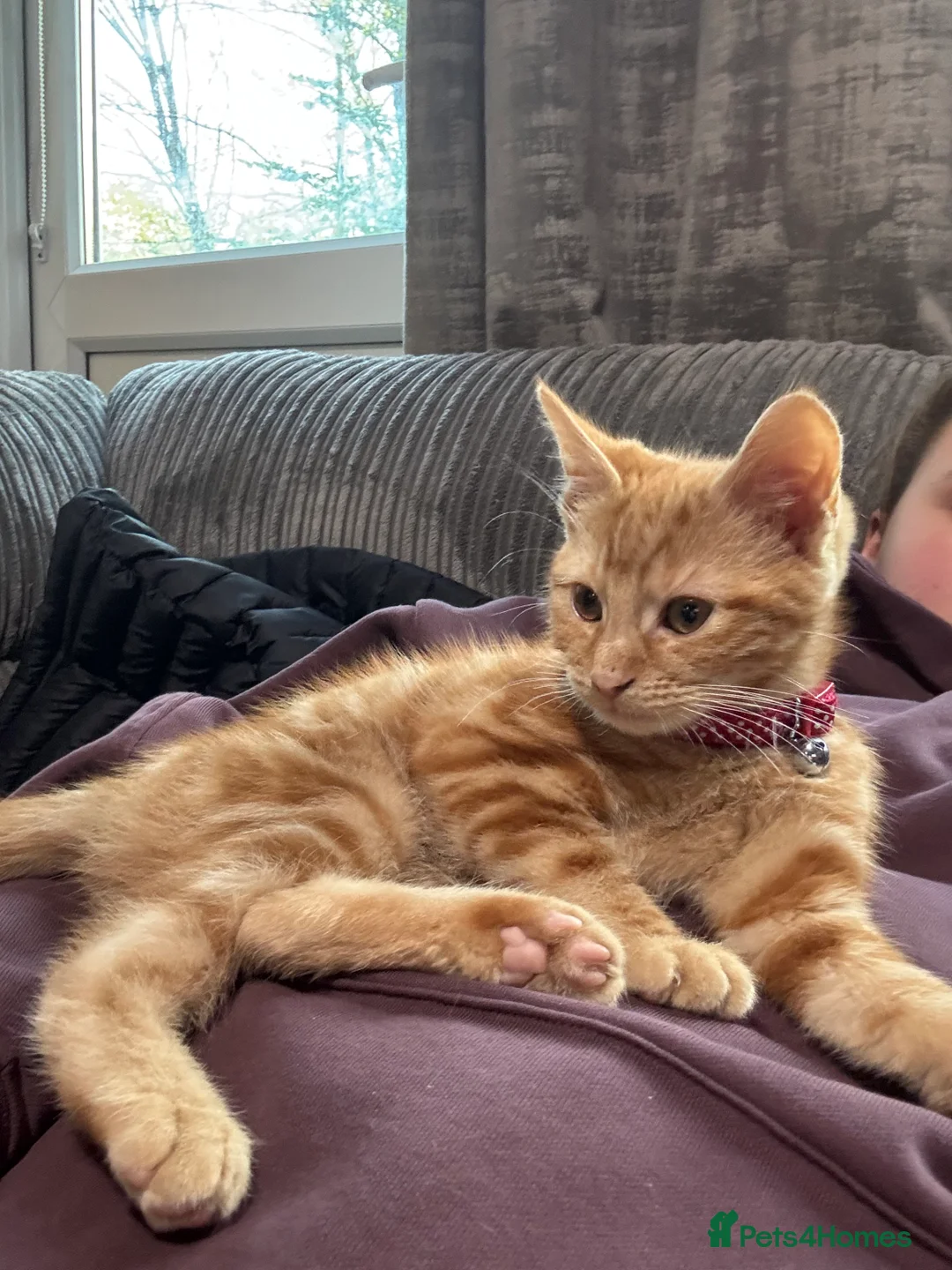 British Shorthair cats for sale: 3 kittens for sale - Advert 10