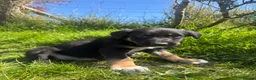 Mixed Breed dogs for sale: Collie x puppies looking for loving homes in Barnstaple - Advert 4