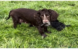 Cockapoo dogs for sale: Cockapoo Puppies - Advert 12