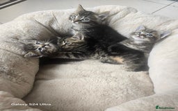 Maine Coon cats for sale: Adorable kittens Mixed Maine Coon  - Image 2