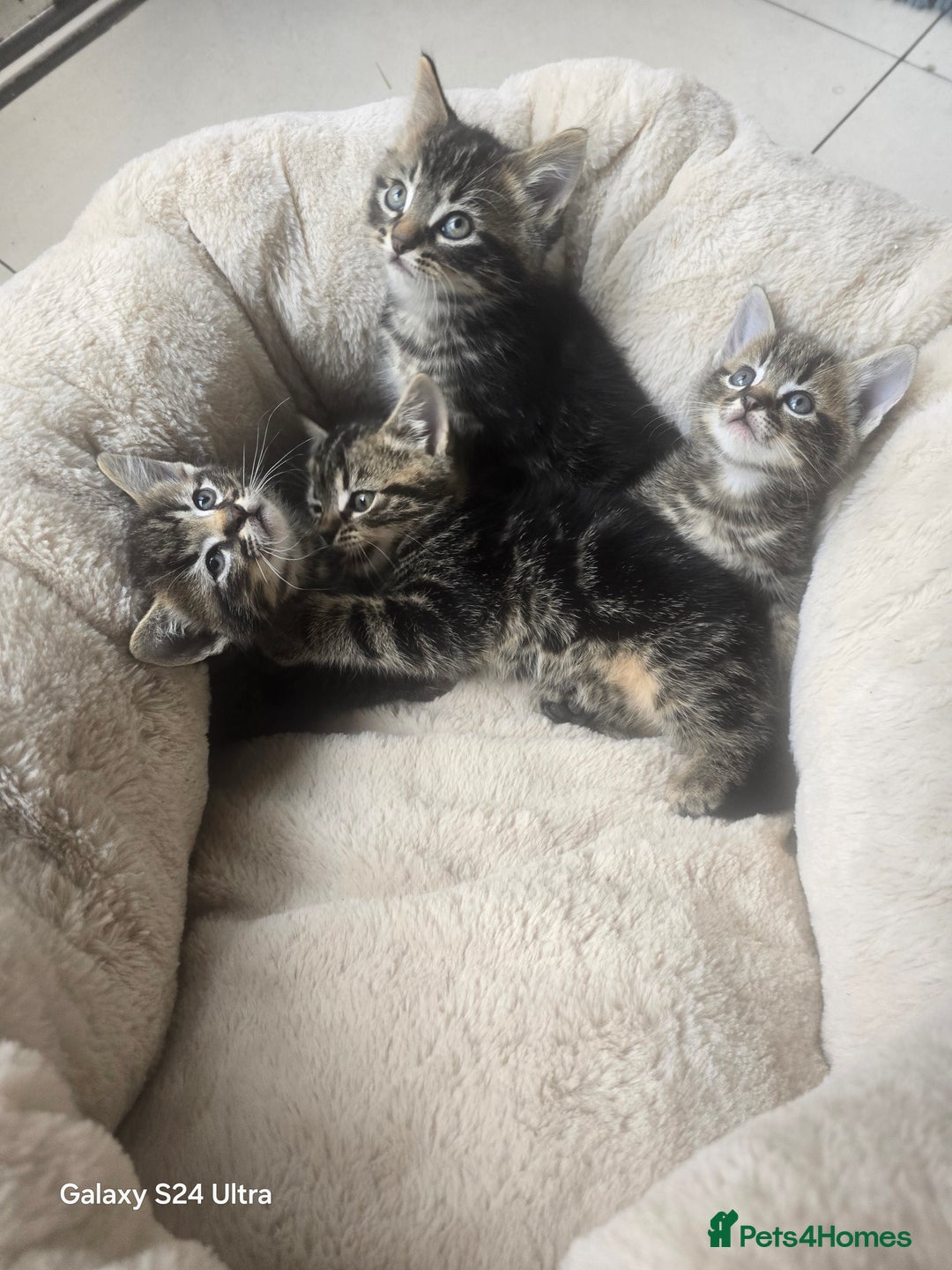 Maine Coon cats for sale: Adorable kittens Mixed Maine Coon  - Image 2