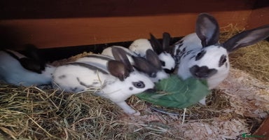 English rabbits - Advert 2