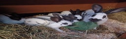 English rabbits for sale: Fully vaccinated pure English rabbits - ready now! - Advert 2
