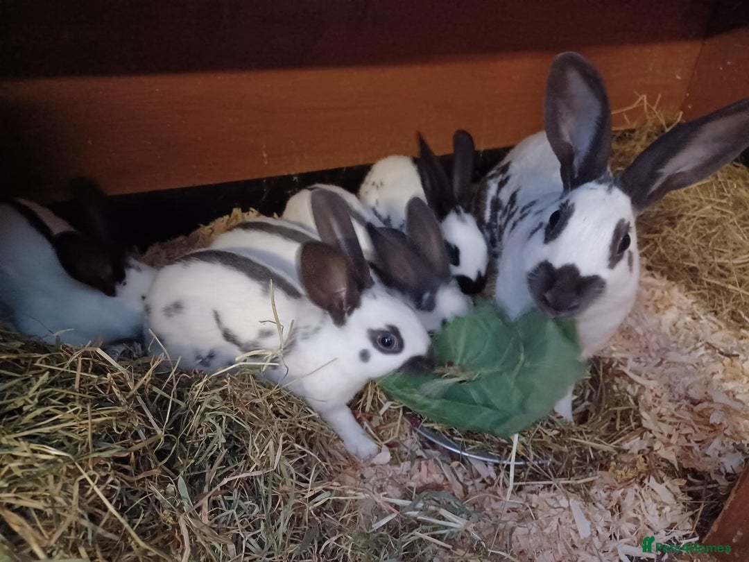 English rabbits for sale: Vaccinated purebred baby English rabbits - Image 2
