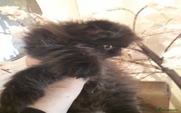 Persian cats for sale: READY NOW!! Exquisite Persian Kittens - Image 7