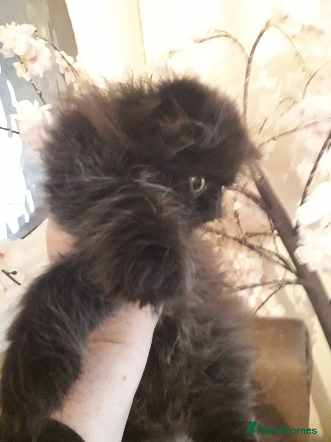 Persian cats for sale: READY NOW!! Exquisite Persian Kittens - Image 7