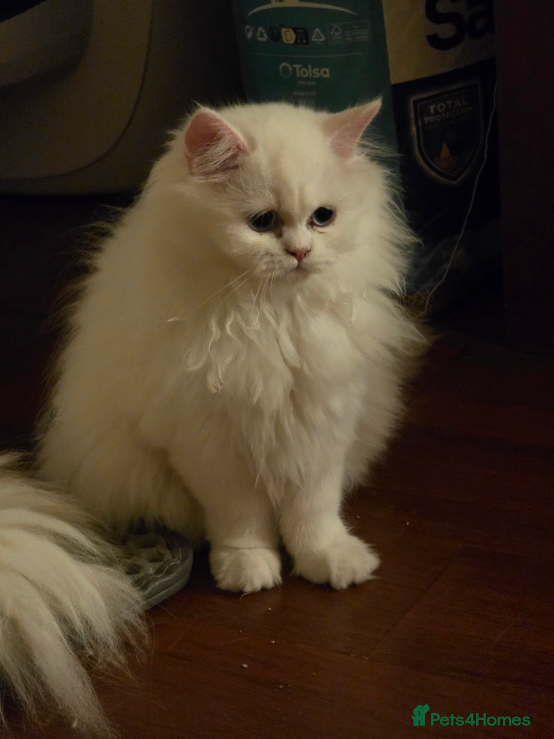 Persian cats for sale: 2 white lovely Persian female kittens  - Image 7