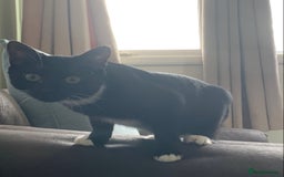 Mixed Breed cats for sale: Socks - Image 4
