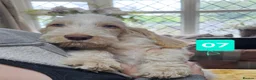 Italian Spinone dogs for sale: Italian Spinone Pups - Advert 10