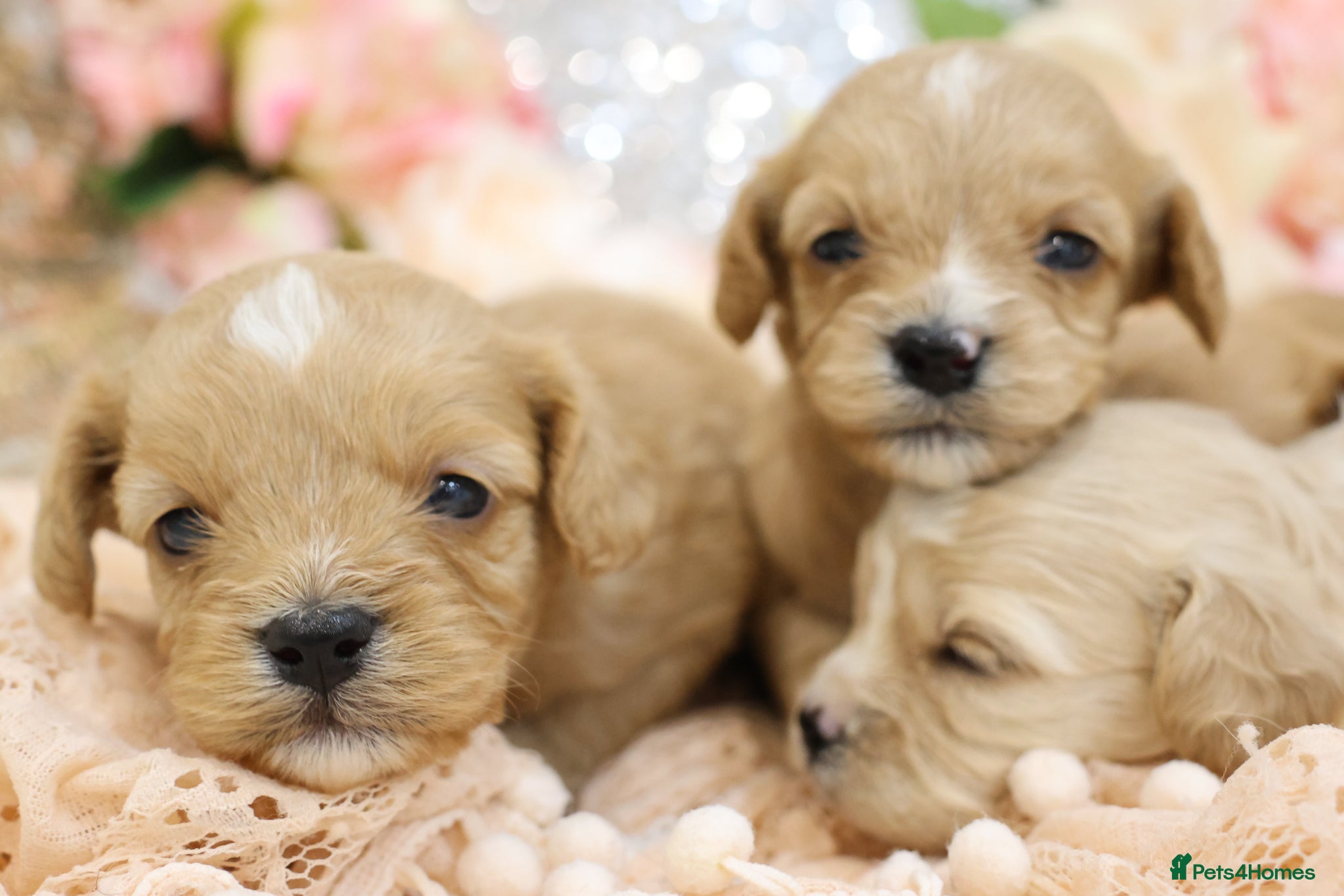 Cavapoo dogs Health Tested Cavapoo Puppies - Advert 6