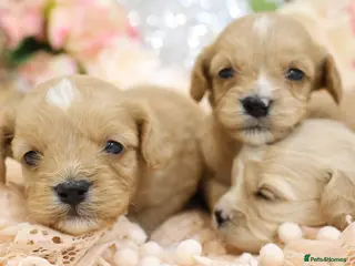 Cavapoo dogs Health Tested Cavapoo Puppies - Advert 6