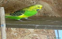 Budgerigars birds for sale: Budgie  - Image 2