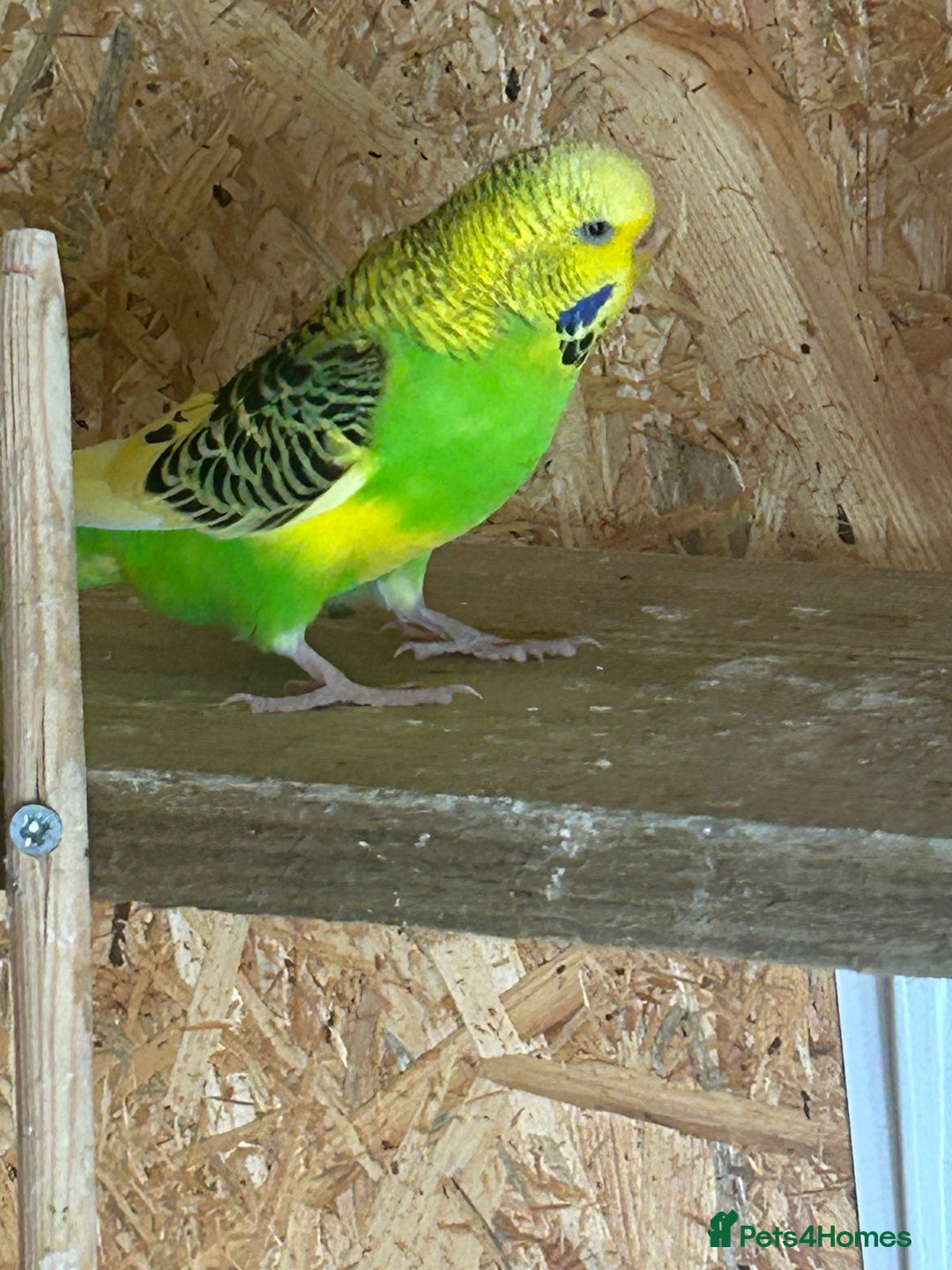 Budgerigars birds for sale: Budgie  - Image 2
