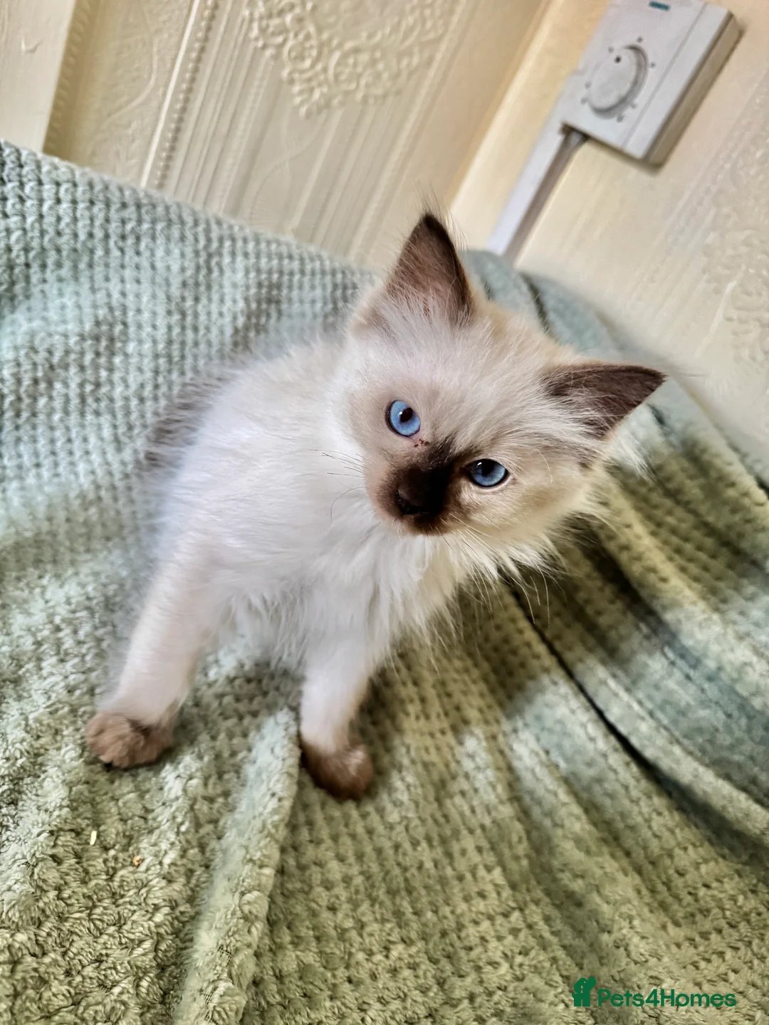 Ragdoll cats for sale: Beautiful Ragdoll kittens  - Advert 10