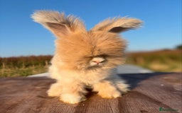 Angora rabbits for sale: Fully Vaccinated Pedigree English Angoras  - Image 28