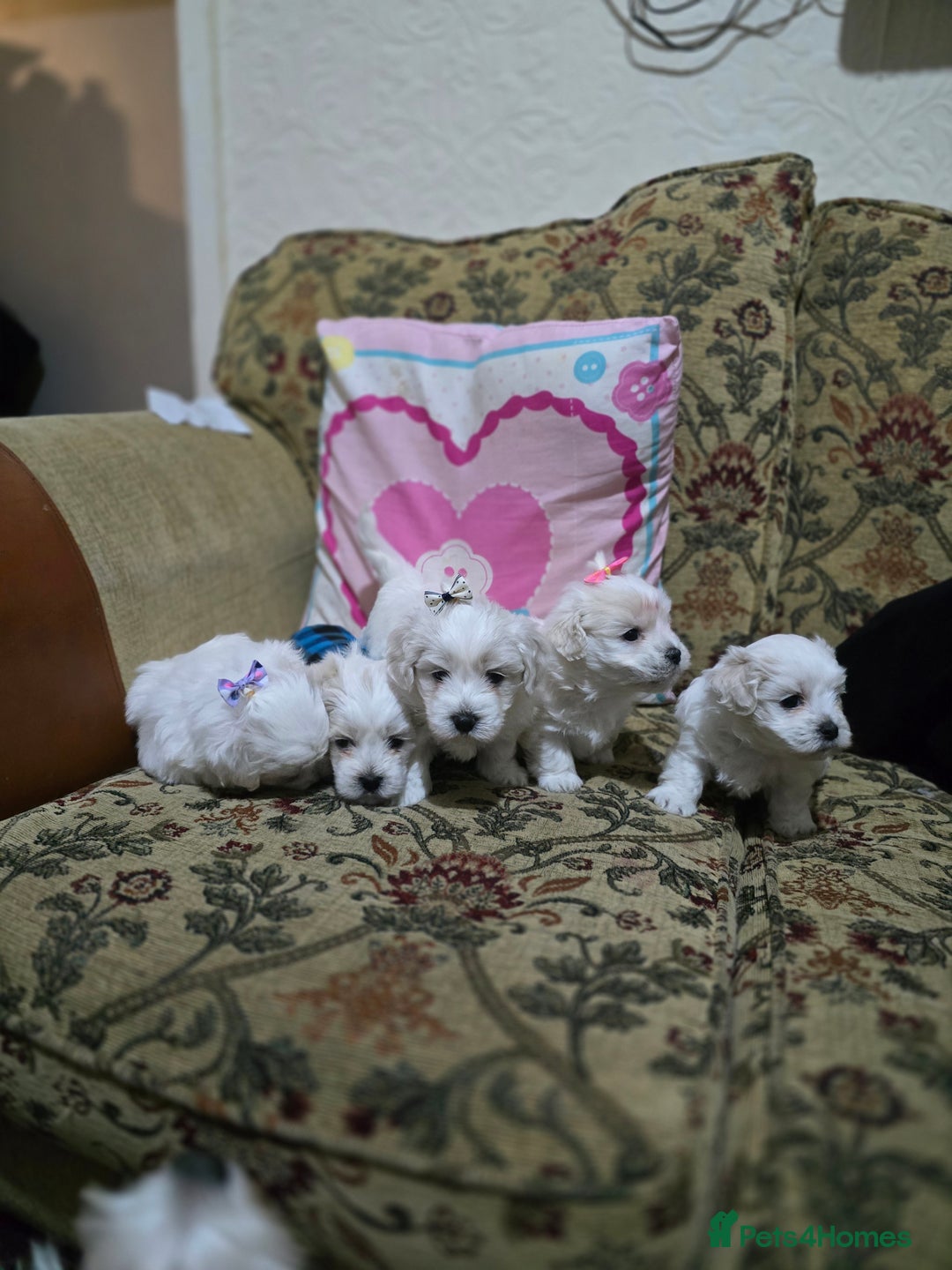 Maltese dogs for sale: Puppies for sale  - Advert 4