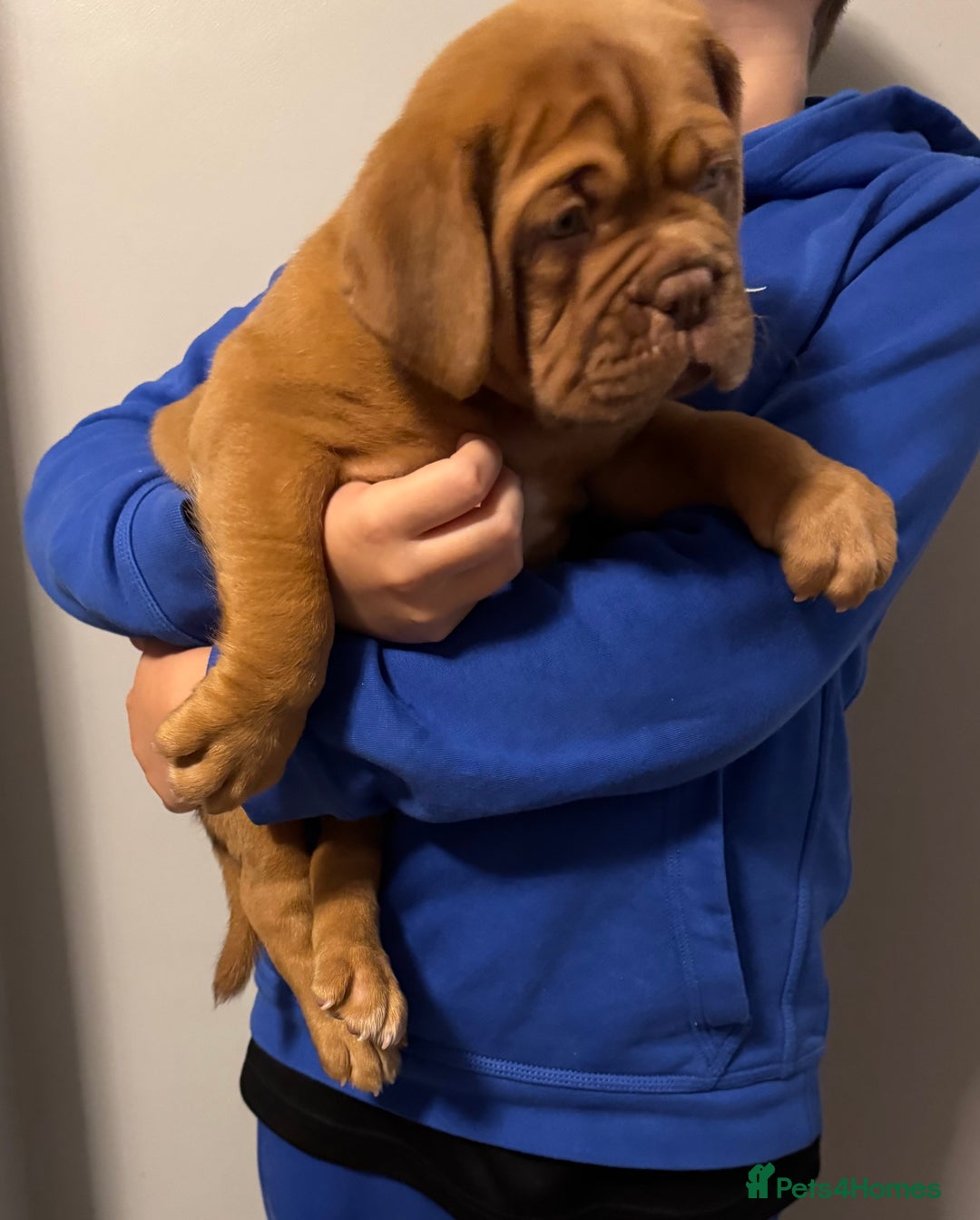 Dogue De Bordeaux dogs for sale: Ready to go last Outstanding Chunky KC DDB Puppy - Advert 18