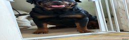 Rottweiler dogs for stud: Kc rottweiller for stud  in Sandy - Advert 10