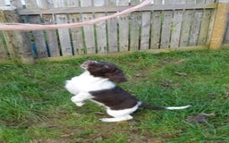 English Springer Spaniel dogs for sale: Gorgeous English Springer Spaniel Puppies  - Advert 1