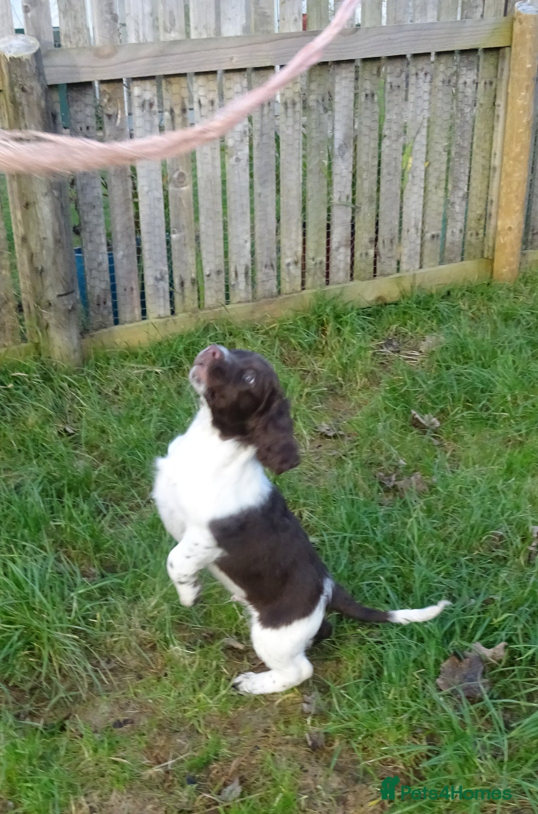 English Springer Spaniel dogs for sale: Gorgeous English Springer Spaniel Puppies  - Advert 1