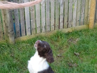 English Springer Spaniel dogs Gorgeous English Springer Spaniel Puppies - Advert 5