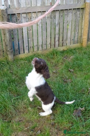 English Springer Spaniel dogs Gorgeous English Springer Spaniel Puppies - Advert 11