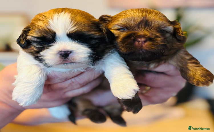 Shih Tzu dogs Beautiful shih tzu babies  - Advert 1