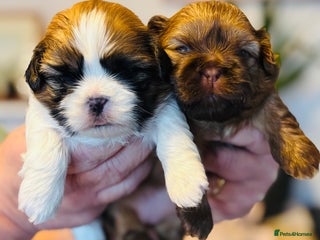 Shih Tzu dogs Beautiful shih tzu babies - Advert 2