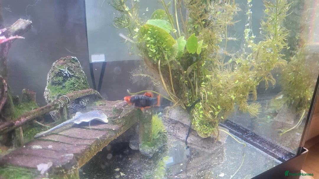 Other/Mixed Breed fish for sale: Guppy and Mickey Mouse Fish plus free accessories  in Ramsgate - Advert 2