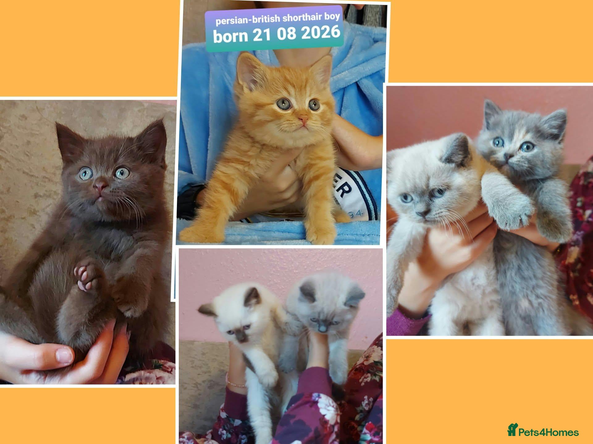 British Shorthair cats Variety of colours kittens Bradford  - Advert 15
