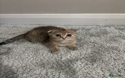 Scottish Fold cats for sale: Scottish fold for sale - Image 2