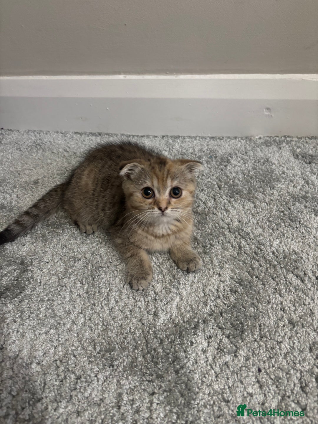 Scottish Fold cats for sale: Scottish fold for sale - Image 2