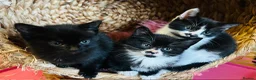 Mixed Breed cats for sale: Kittens  - Advert 12