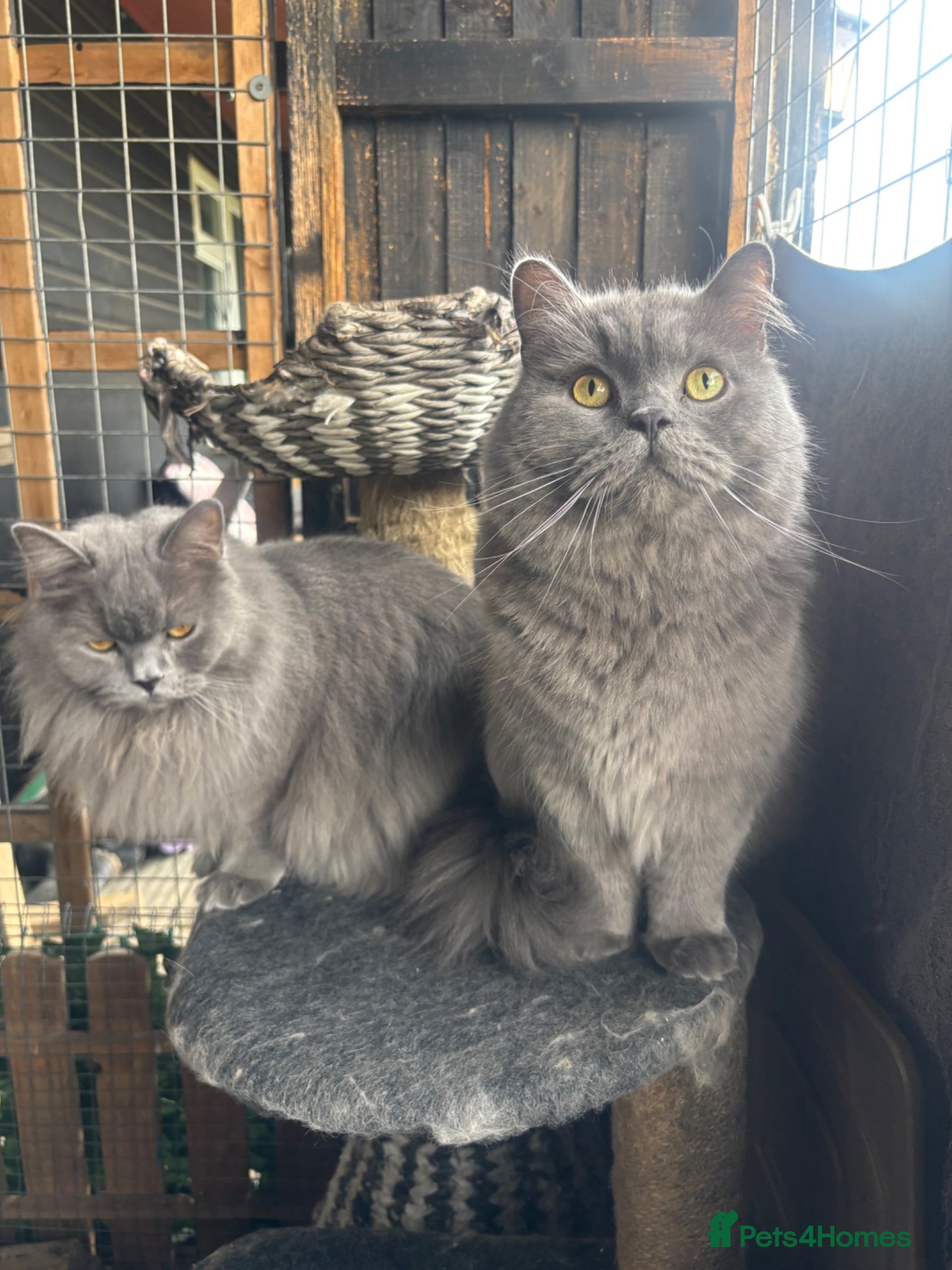 British Longhair cats for sale: British long haired blue girls  - Advert 16