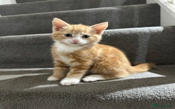 Domestic Shorthair cats for sale: Ginger Kittens (3) - Image 4