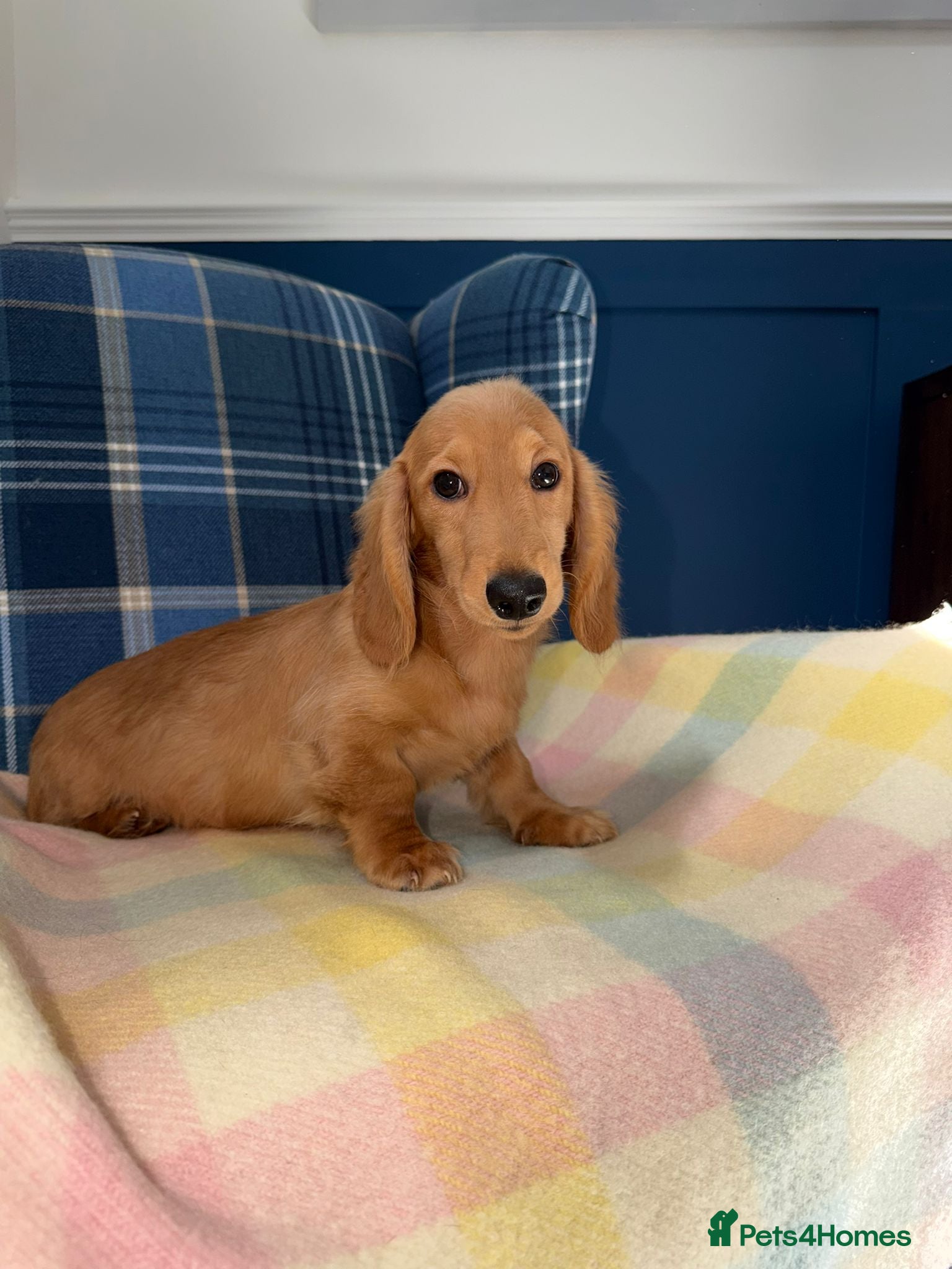 Miniature Dachshund dogs Last Boy Left  - Advert 1