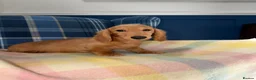 Miniature Dachshund dogs for sale: Last Boy Left  - Advert 1