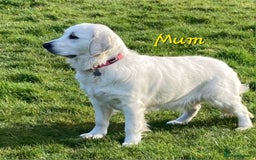 Goldendoodle dogs for sale: F1 Goldendoodle - Image 7