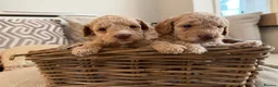Cockapoo dogs for sale: ⭐⭐OUTSTANDING COCKAPOO PUPPIES⭐⭐ in Melton Mowbray - Advert 12