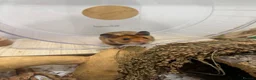 Hamster rodents for sale: Male Syrian hamster Toffee in Manchester - Advert 3