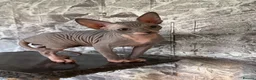 Sphynx cats for sale: Sphynx kittens  - Advert 10