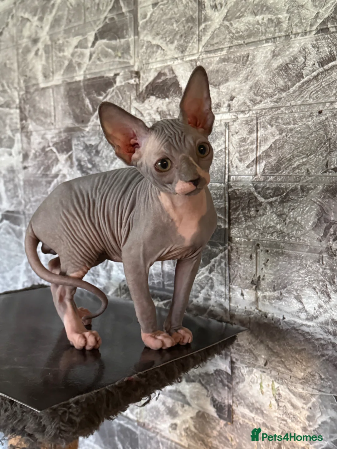 Sphynx cats for sale: Sphynx kittens  - Advert 10