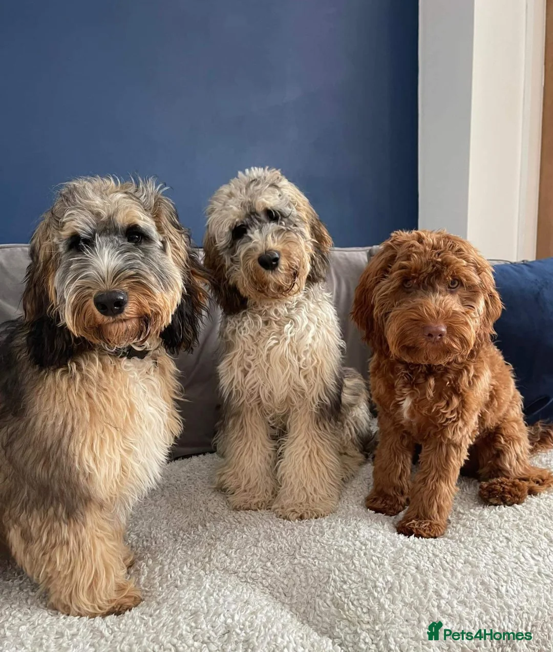 Cockapoo dogs for stud: Stunning Sable F1 Cockapoo DNA health tested clear in Cannock - Advert 11