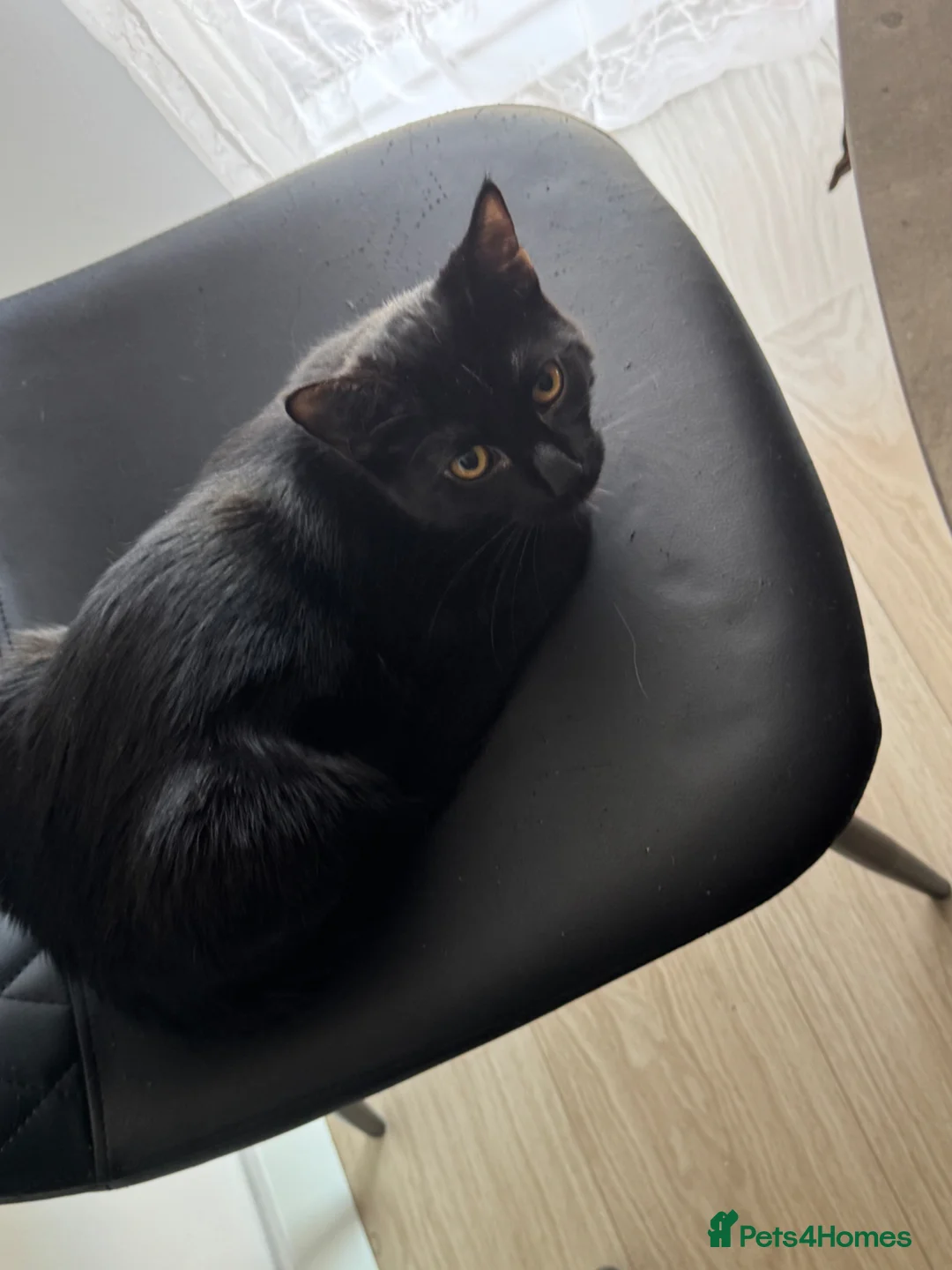 Mixed Breed cats for sale:     Two Sweet Indoor Cats Looking for New Home in Croydon - Advert 1