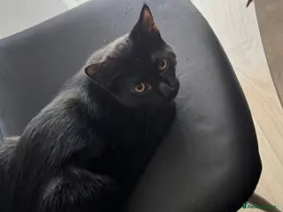 Mixed Breed cats Two Sweet Indoor Cats Looking for New Home - Advert 18