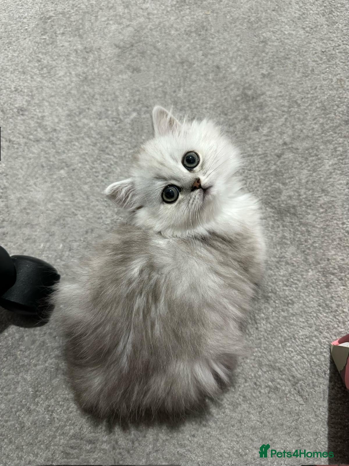 Persian cats One Persian boy available! - Advert 1