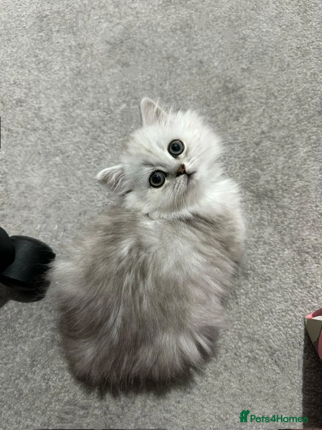 Persian cats for sale: One Persian boy available! - Advert 1