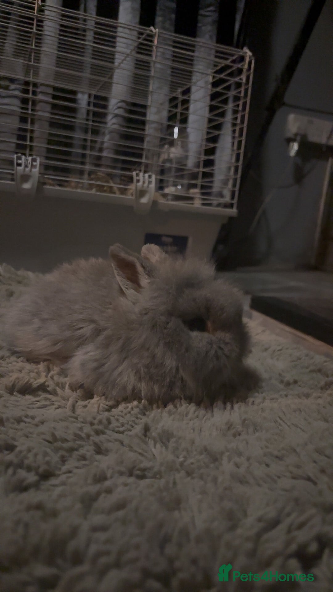 Mini Lop rabbits for sale: Lion head / mini lop mix baby male rabbits  - Advert 5